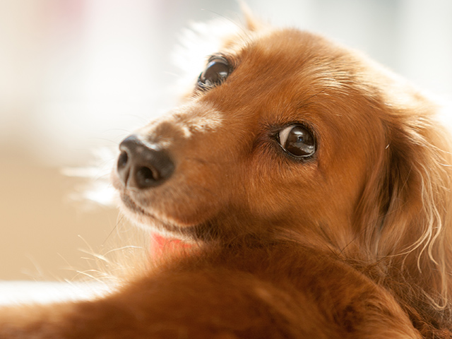 眠る老犬