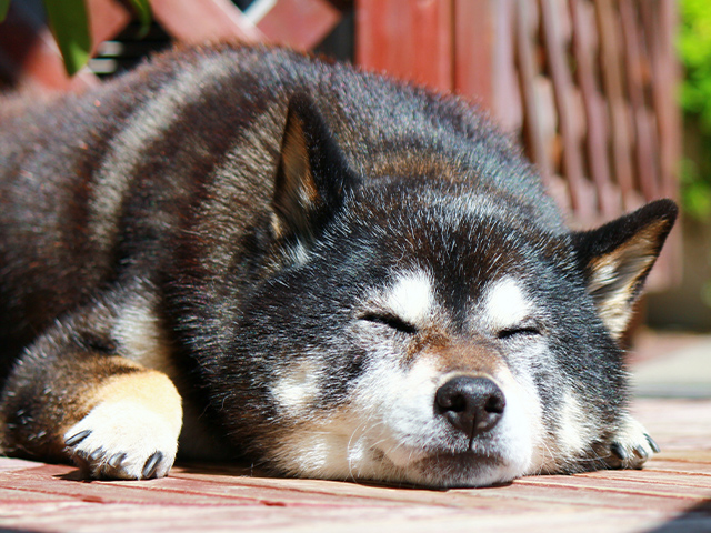 眠る老犬