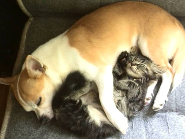 眠る犬と猫