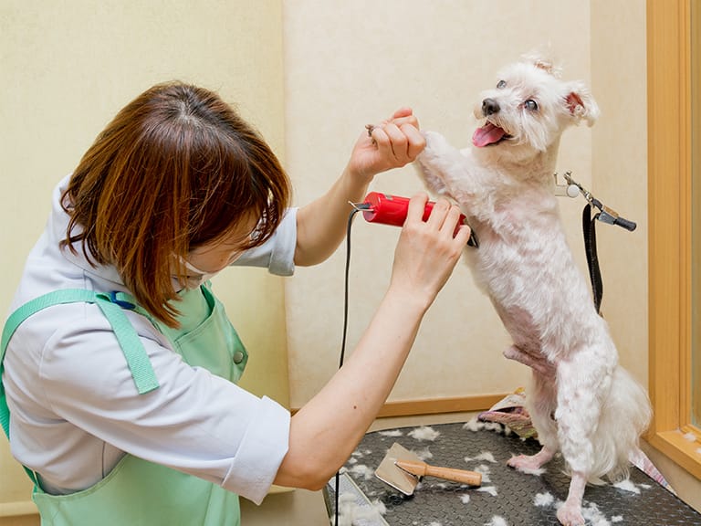 姫路動物病院 兵庫県姫路市の動物病院