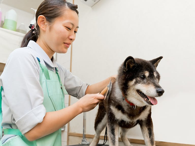 姫路動物病院 兵庫県姫路市の動物病院