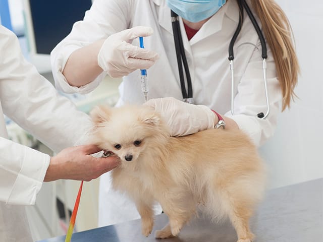 注射をされる犬