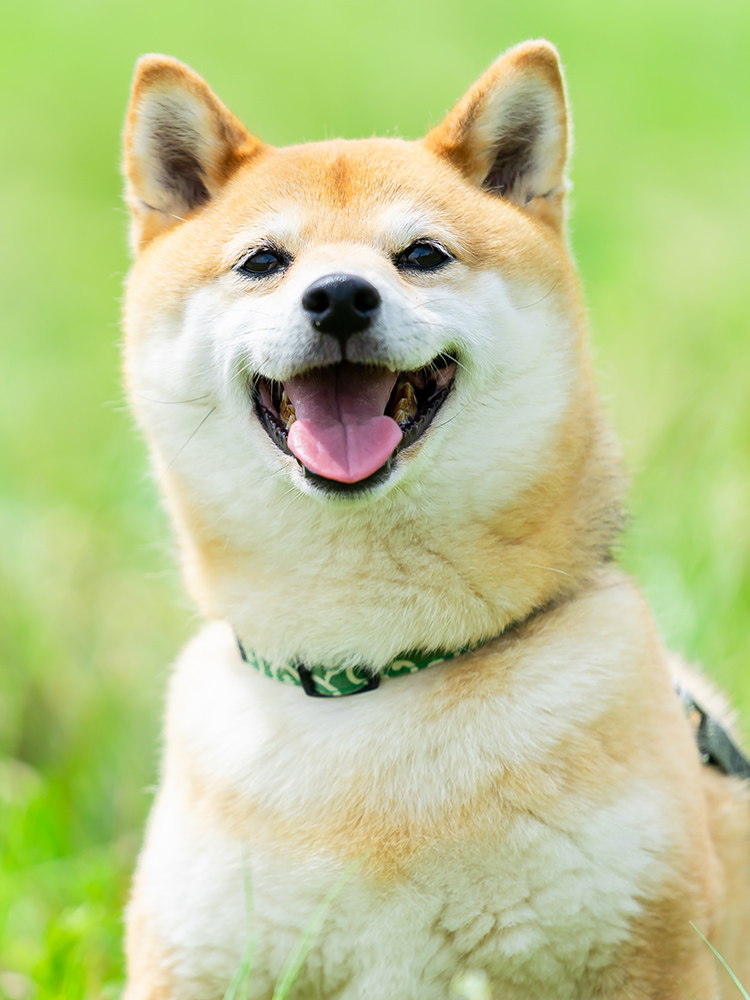 姫路動物病院 兵庫県姫路市の動物病院