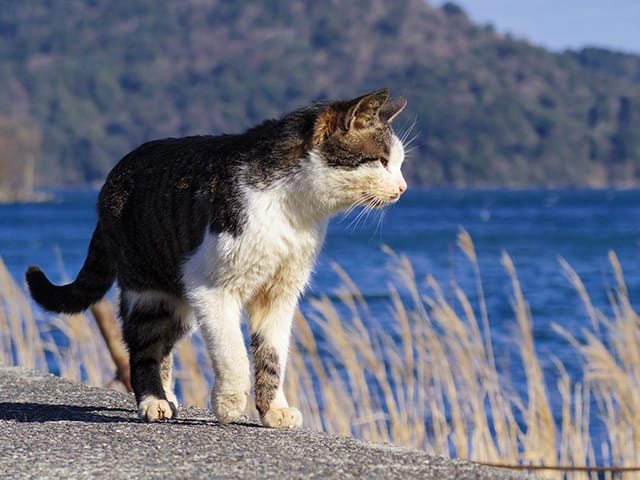 海辺を歩く猫