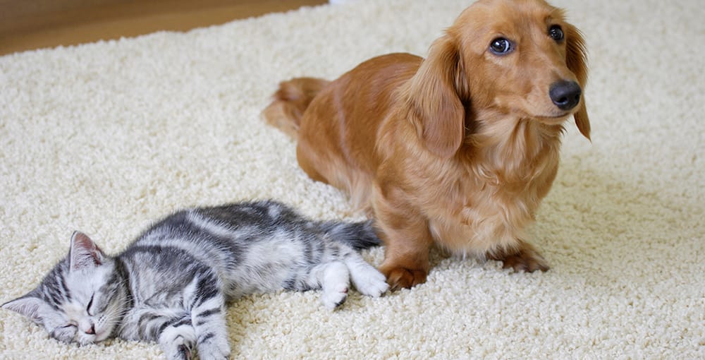 犬と猫