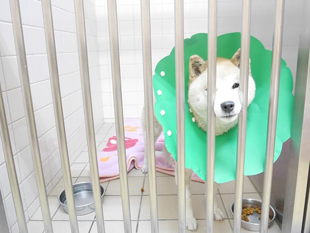 犬の皮膚疾患