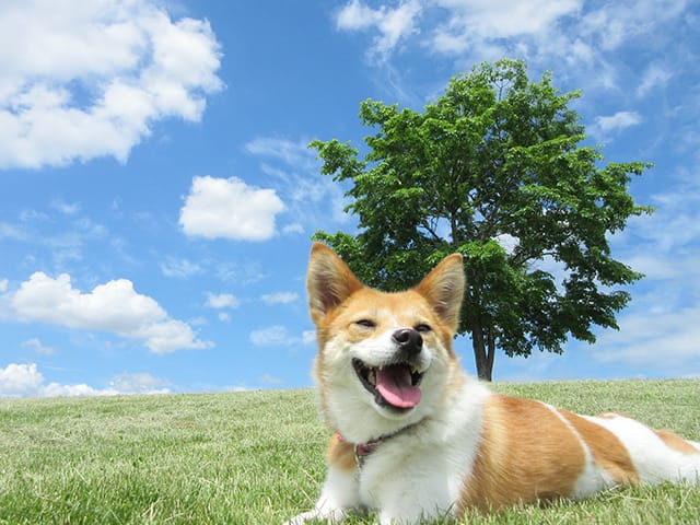 寝そべる犬