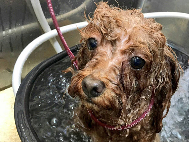 入浴中の犬